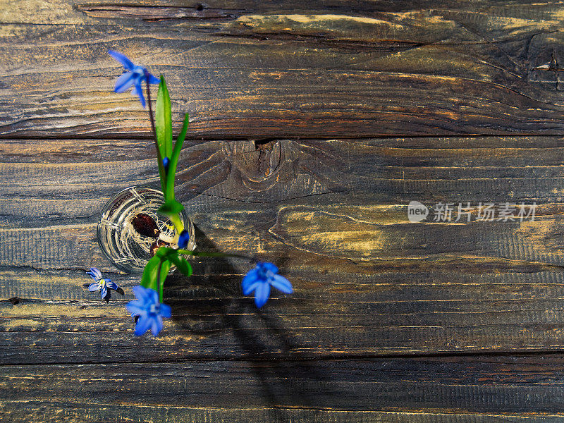 黑色的仍然有蓝色的花(scilla siberica)